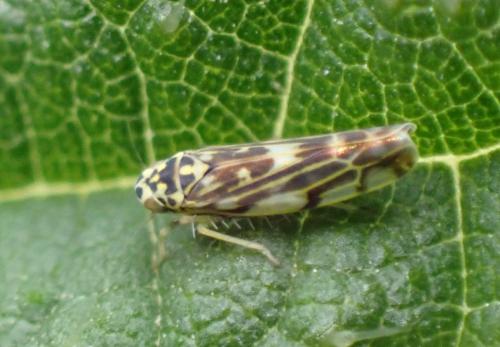 Réf. 359 698 : Eupteryx (calcarata-urticae)